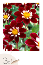 Lot De 3 Dahlias ‘Mary Evelyn’ – Plante D’Extérieur