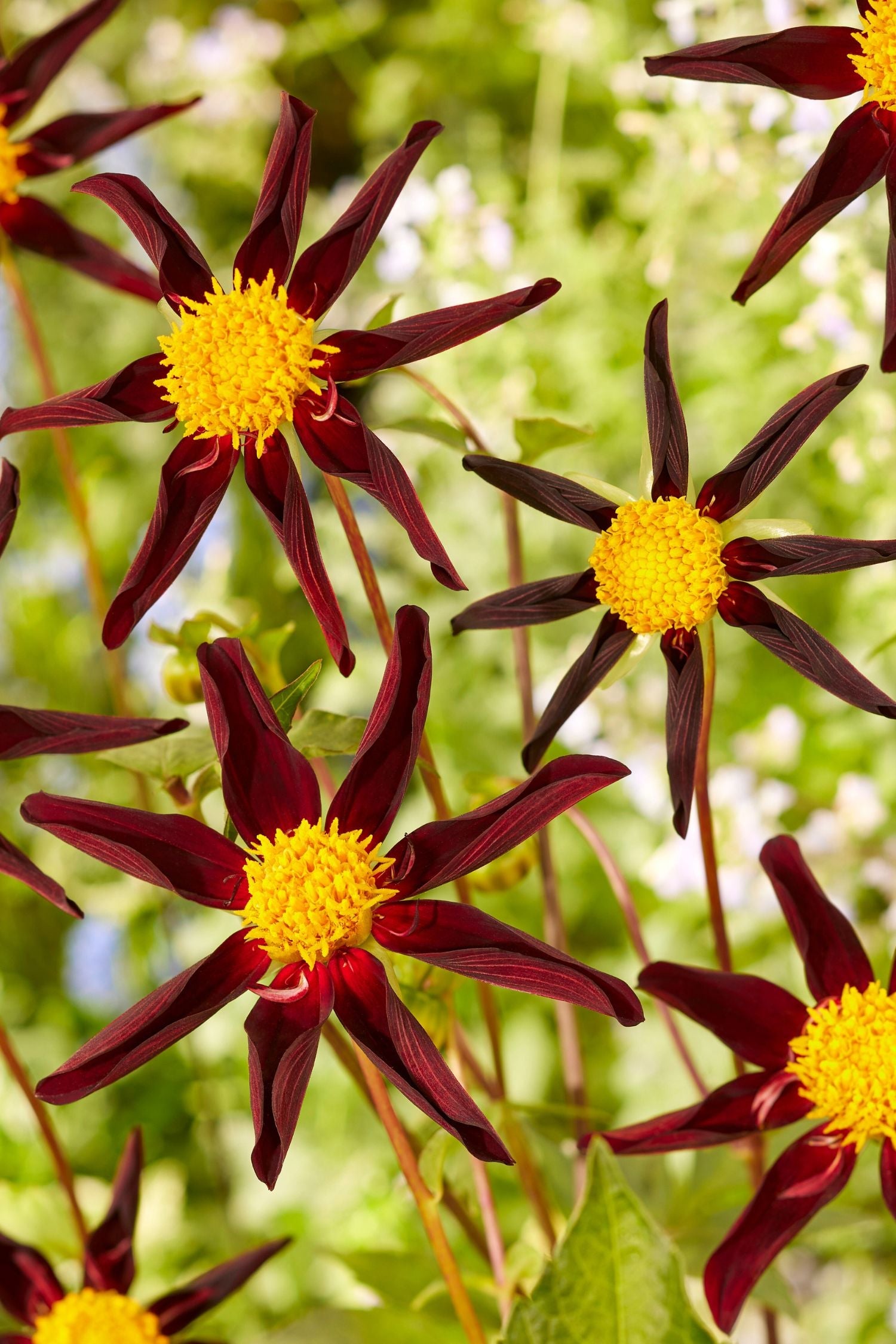 Lot De 3 Dahlias ‘Verrone’S Obsidian’ – Plante D’Extérieur