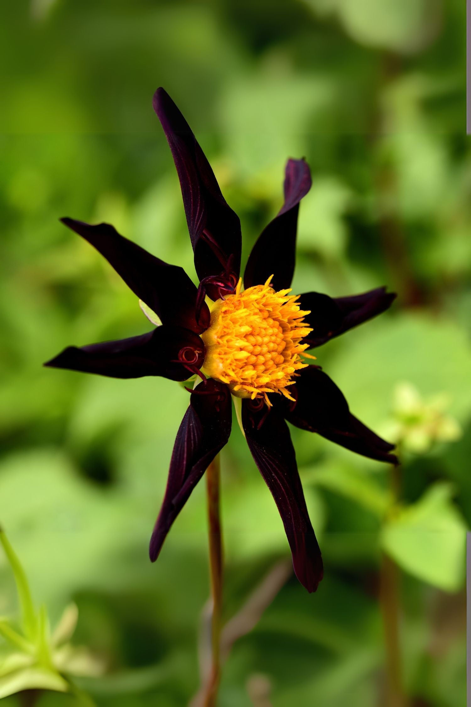 Lot De 3 Dahlias ‘Verrone’S Obsidian’ – Plante D’Extérieur