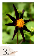 Lot De 3 Dahlias ‘Verrone’S Obsidian’ – Plante D’Extérieur