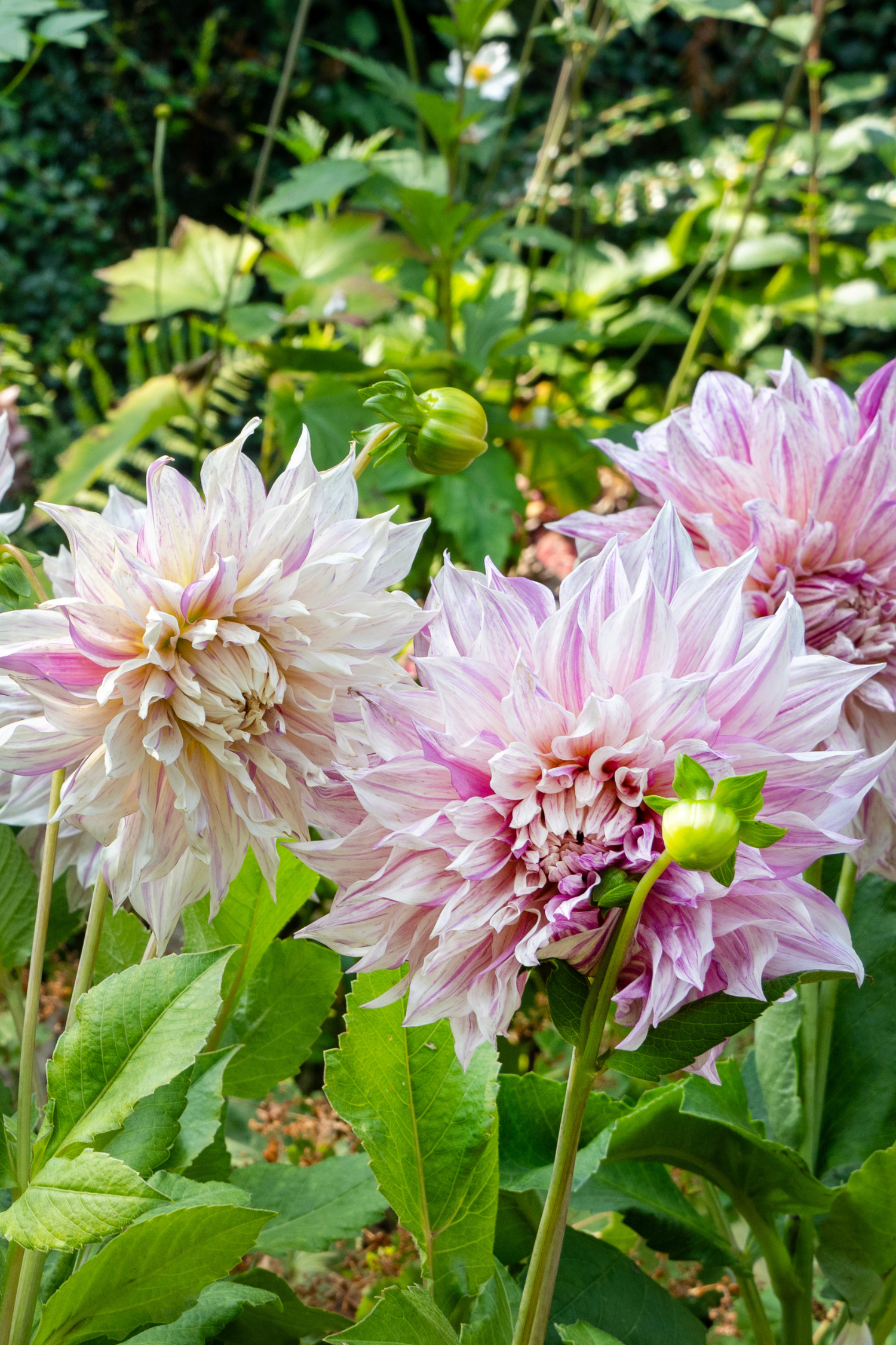 Lot De 3 Dahlias ‘Café Au Lait Twist’ – Plante D’Extérieur