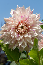 Lot De 3 Dahlias ‘Café Au Lait Twist’ – Plante D’Extérieur