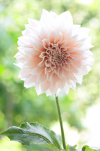 Lot De 3 Dahlias ‘Café Au Lait’ – Plante D’Extérieur