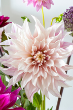 Lot De 3 Dahlias ‘Café Au Lait Twist’ – Plante D’Extérieur
