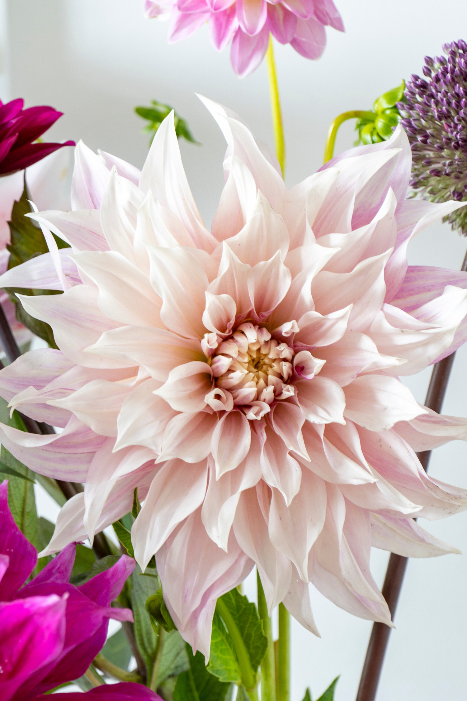 Lot De 3 Dahlias ‘Café Au Lait Twist’ – Plante D’Extérieur