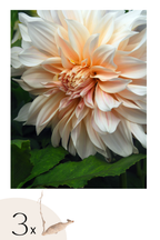 Lot De 3 Dahlias ‘Café Au Lait’ – Plante D’Extérieur