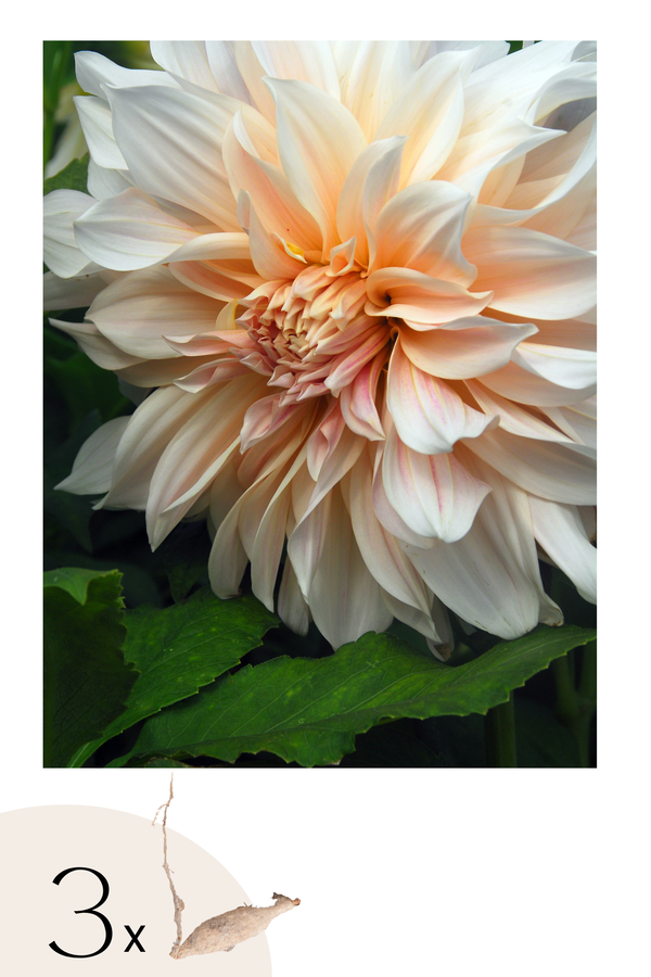 Lot De 3 Dahlias ‘Café Au Lait’ – Plante D’Extérieur
