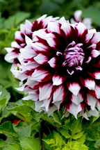 Lot De 3 Dahlias ‘Tartan’ – Plante D’Extérieur