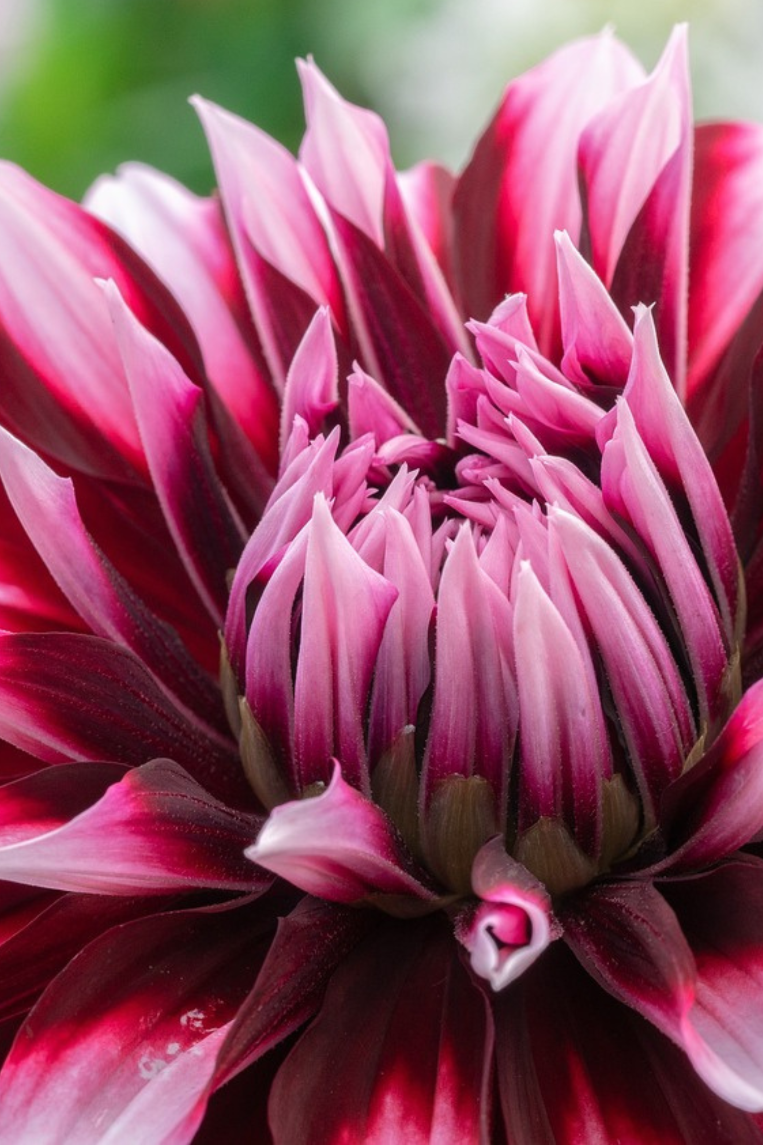 Lot De 3 Dahlias ‘Tartan’ – Plante D’Extérieur