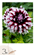 Lot De 3 Dahlias ‘Tartan’ – Plante D’Extérieur