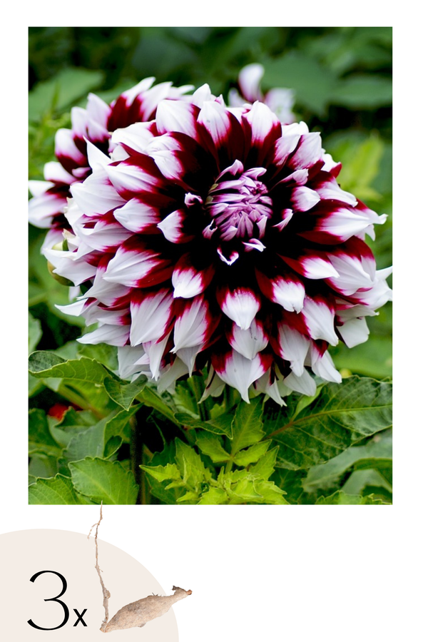 Lot De 3 Dahlias ‘Tartan’ – Plante D’Extérieur