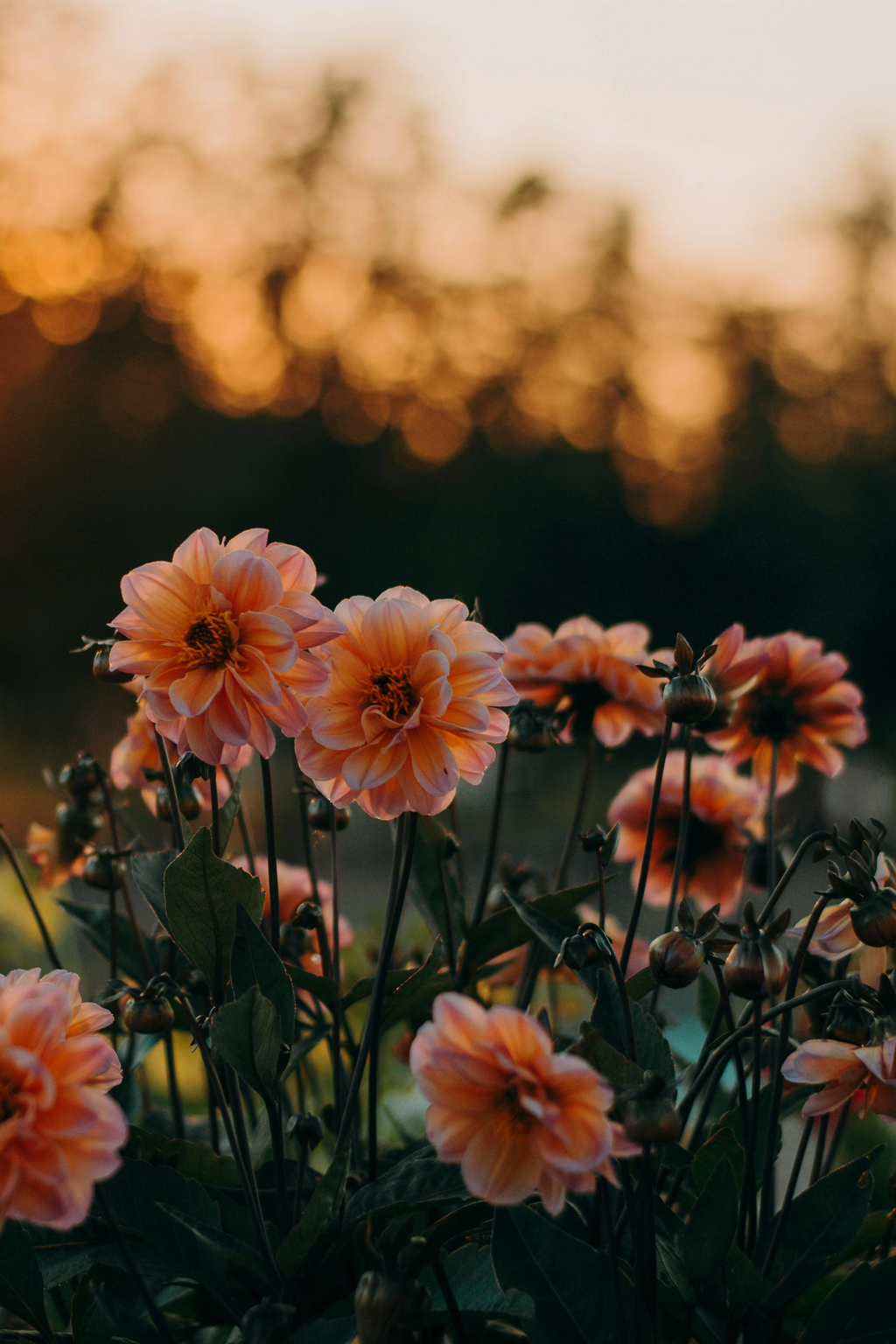 Mélange De 3 Dahlias Nénuphar – Plante D’Extérieur