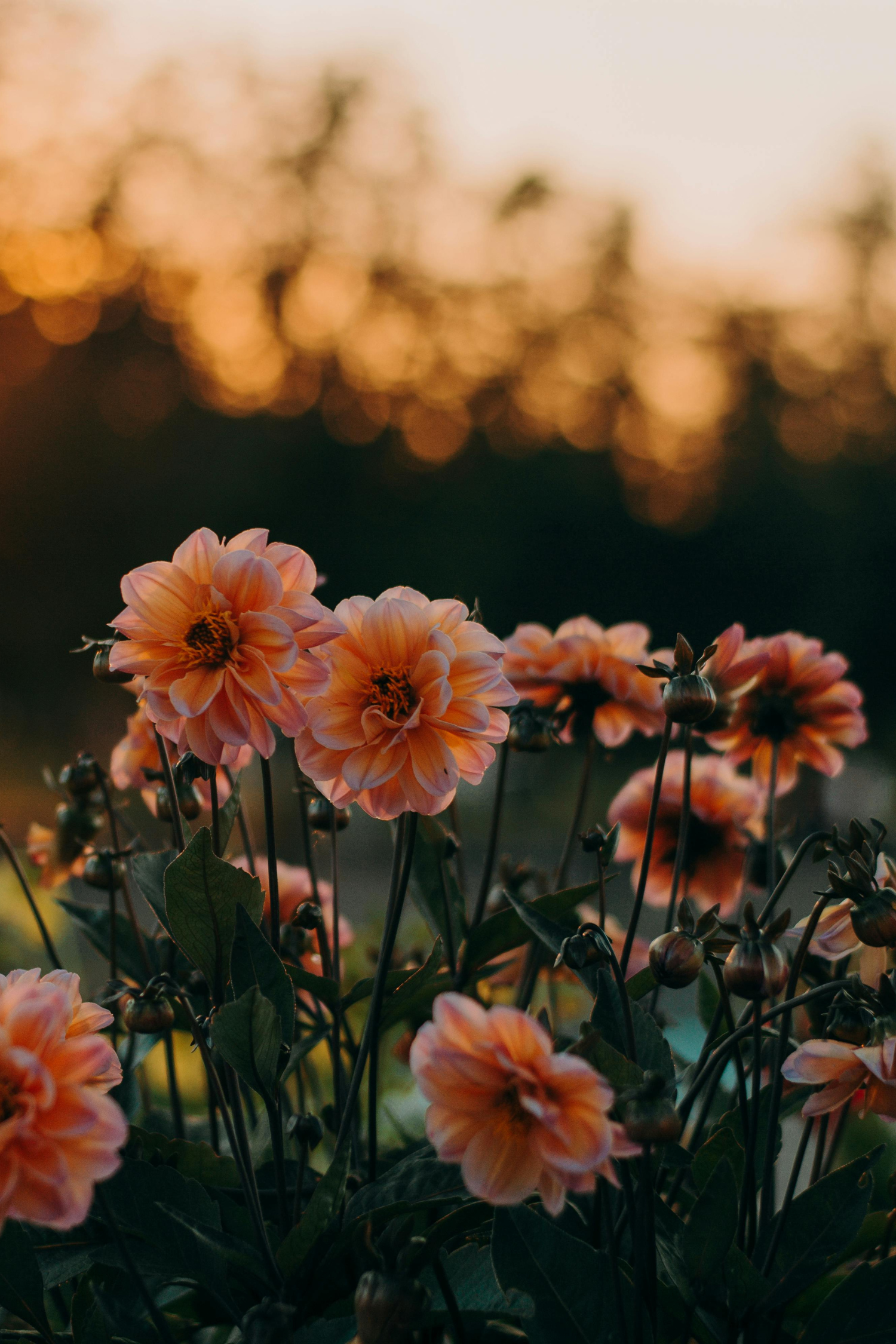 Mélange De 3 Dahlias Nénuphar – Plante D’Extérieur
