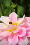 Mélange De 3 Dahlias Nénuphar – Plante D’Extérieur