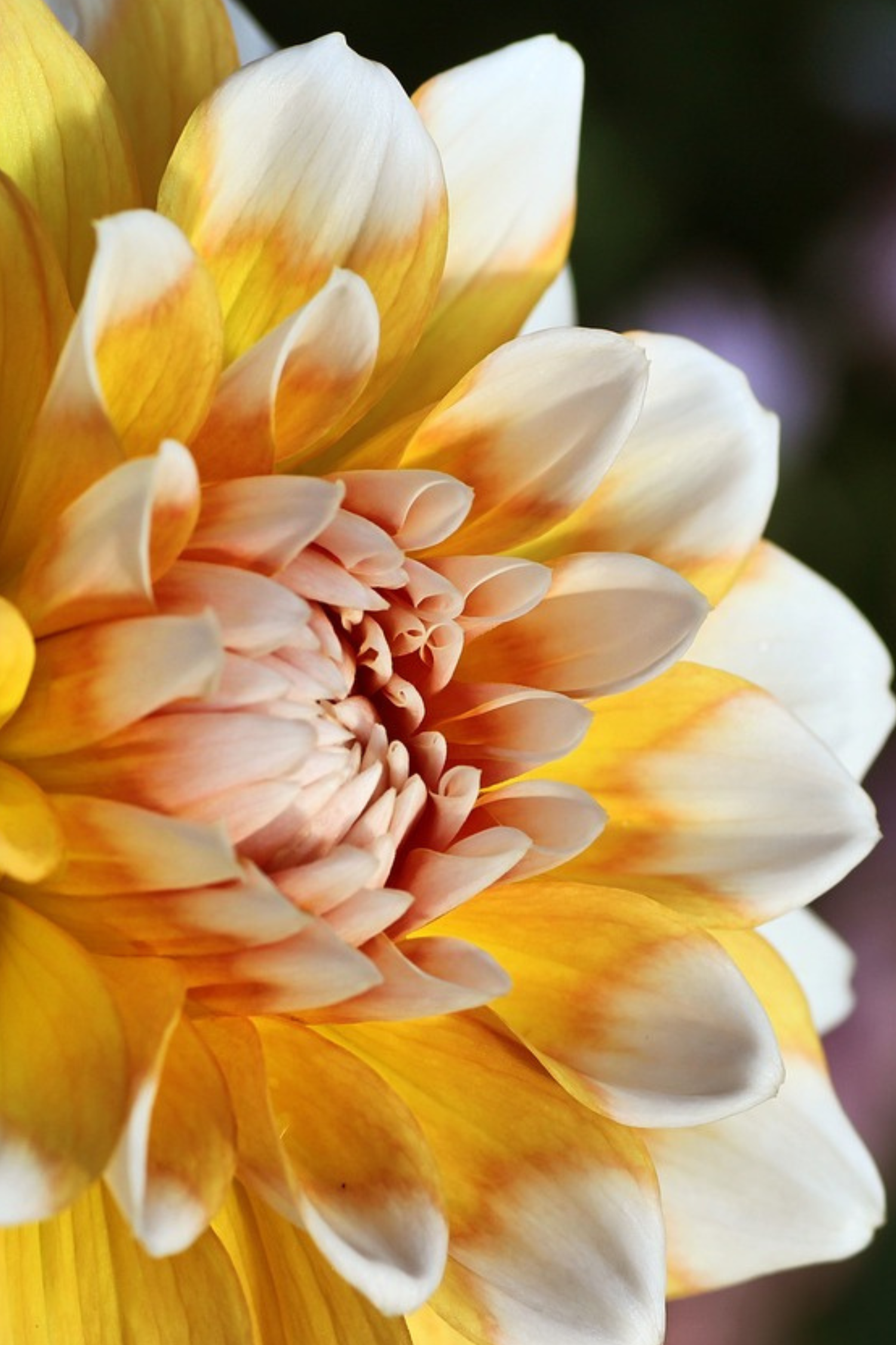 Mélange De 3 Dahlias Nénuphar – Plante D’Extérieur