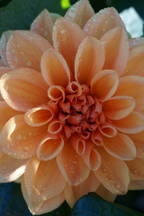 Mélange De 3 Dahlias Nénuphar – Plante D’Extérieur