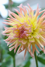 Lot De 3 Dahlias ‘Cabanna Banana’ – Plante D’Extérieur