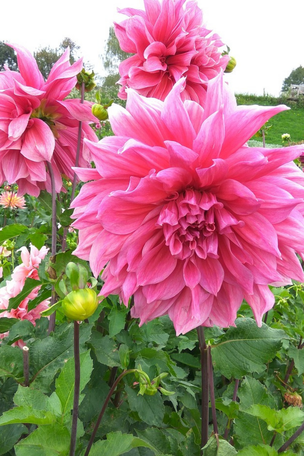 Lot De 3 Dahlias ‘Café Au Lait Rosé’ – Plante D’Extérieur