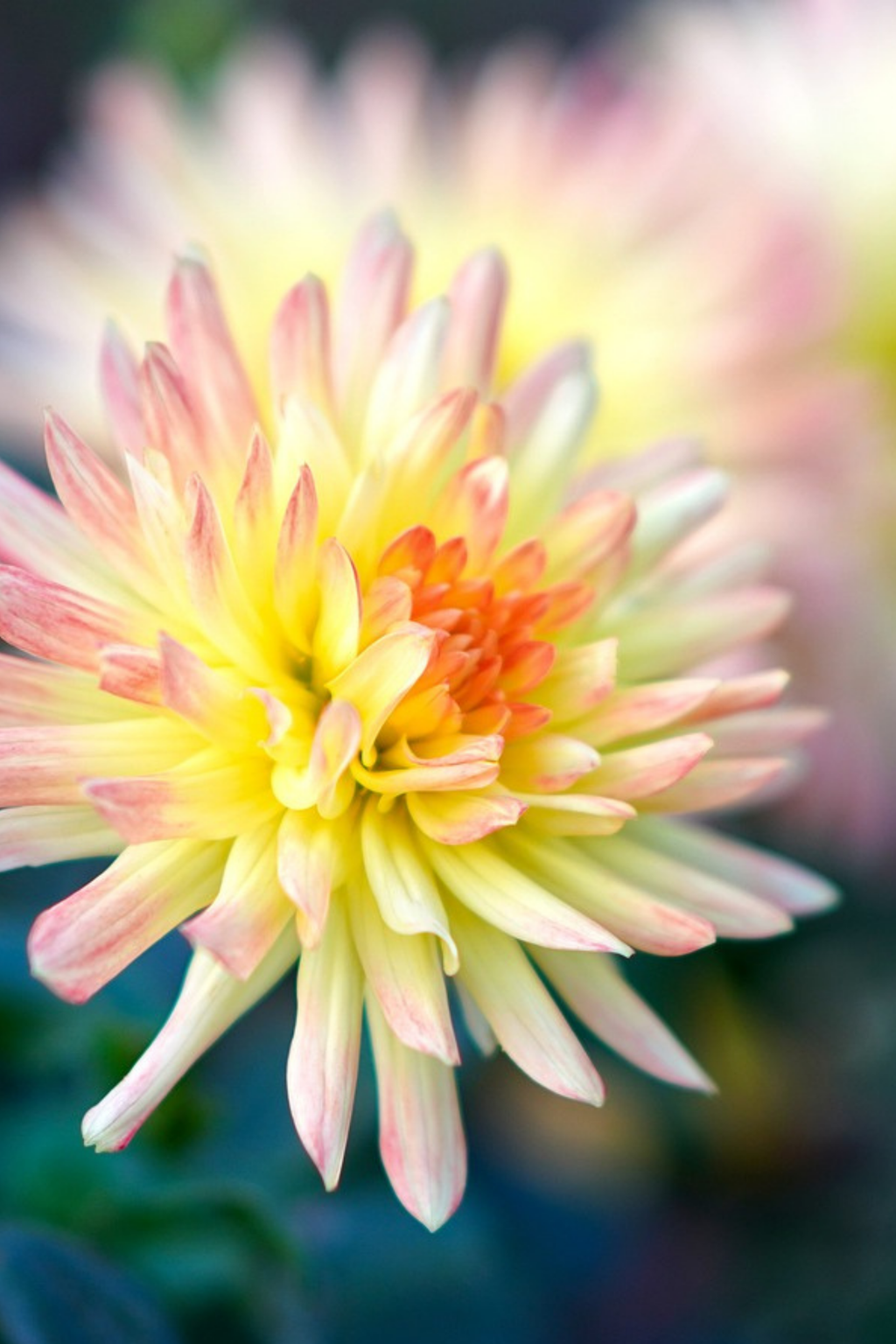 Lot De 3 Dahlias ‘Cabanna Banana’ – Plante D’Extérieur