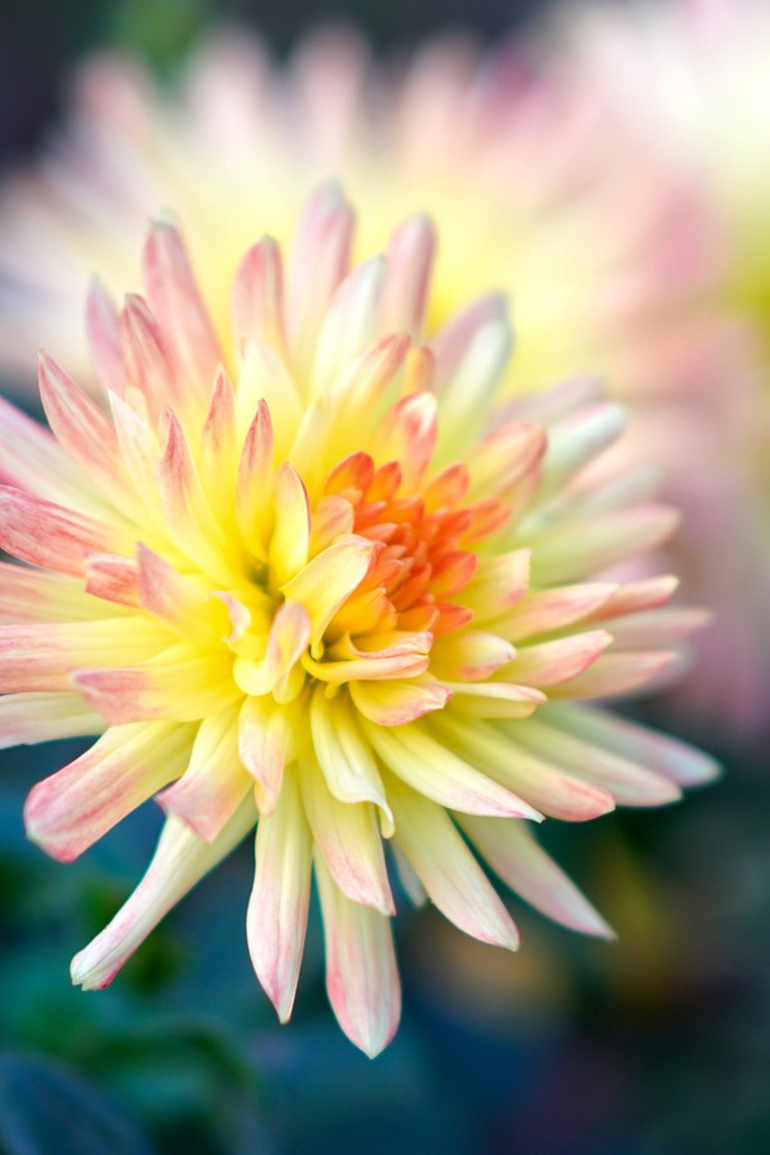 Lot De 3 Dahlias ‘Cabanna Banana’ – Plante D’Extérieur