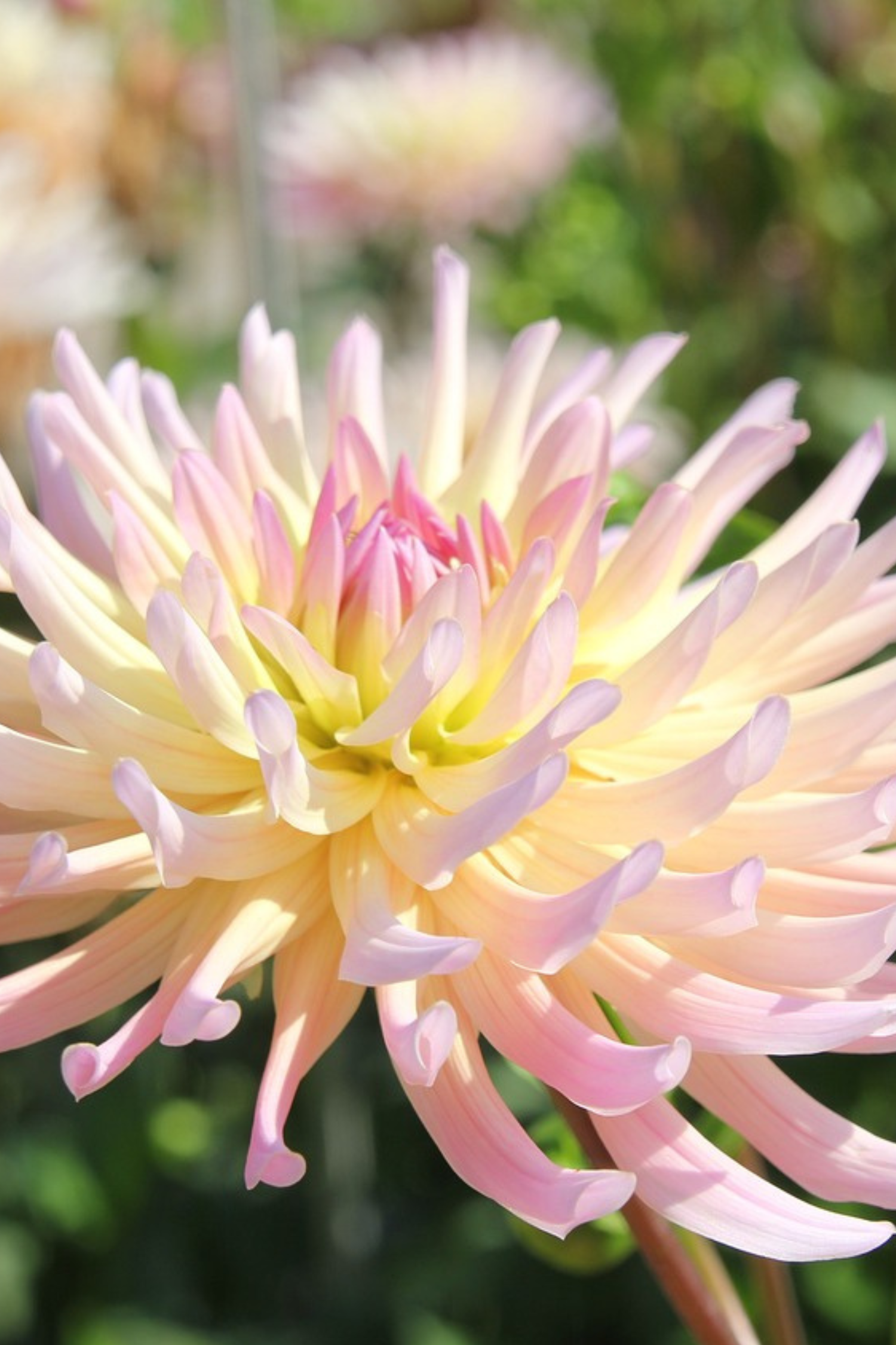 Lot De 3 Dahlias ‘Cabanna Banana’ – Plante D’Extérieur