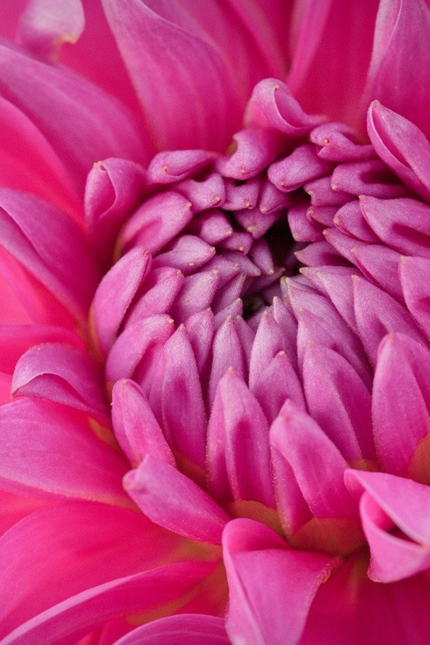 Lot De 3 Dahlias ‘Café Au Lait Rosé’ – Plante D’Extérieur