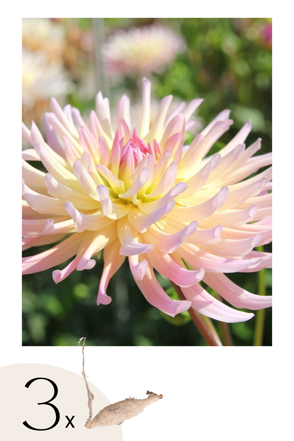 Lot De 3 Dahlias ‘Cabanna Banana’ – Plante D’Extérieur