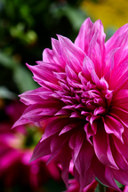 Lot De 3 Dahlias ‘Café Au Lait Rosé’ – Plante D’Extérieur