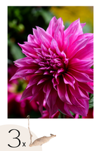 Lot De 3 Dahlias ‘Café Au Lait Rosé’ – Plante D’Extérieur
