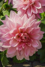 Lot De 3 Dahlias ‘Café Au Lait Royal’ – Plante D’Extérieur