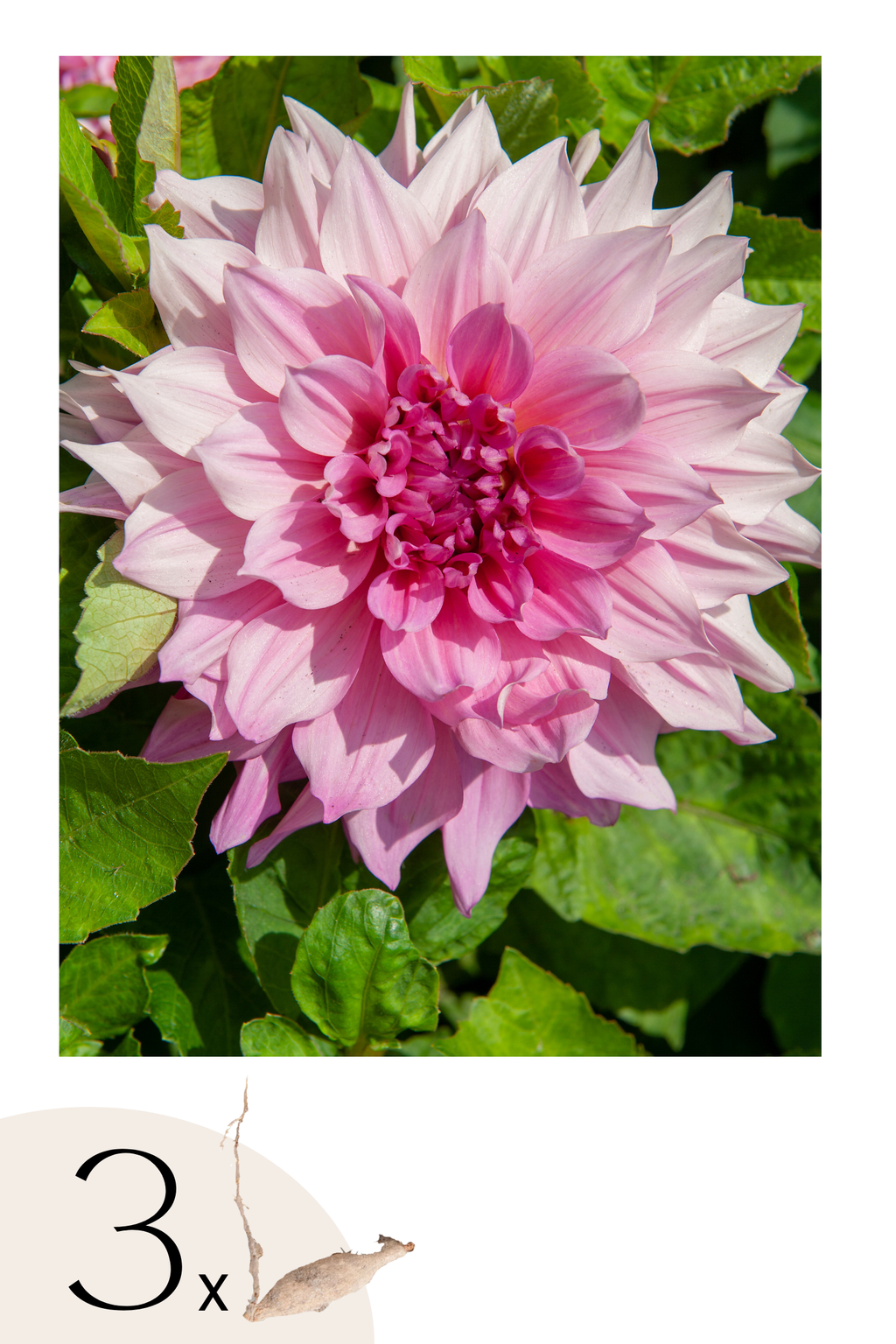 Lot De 3 Dahlias ‘Café Au Lait Royal’ – Plante D’Extérieur