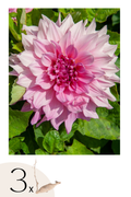 Lot De 3 Dahlias ‘Café Au Lait Royal’ – Plante D’Extérieur