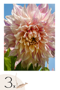 Lot De 3 Dahlias ‘Café Au Lait Twist’ – Plante D’Extérieur