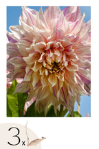 Lot De 3 Dahlias ‘Café Au Lait Twist’ – Plante D’Extérieur