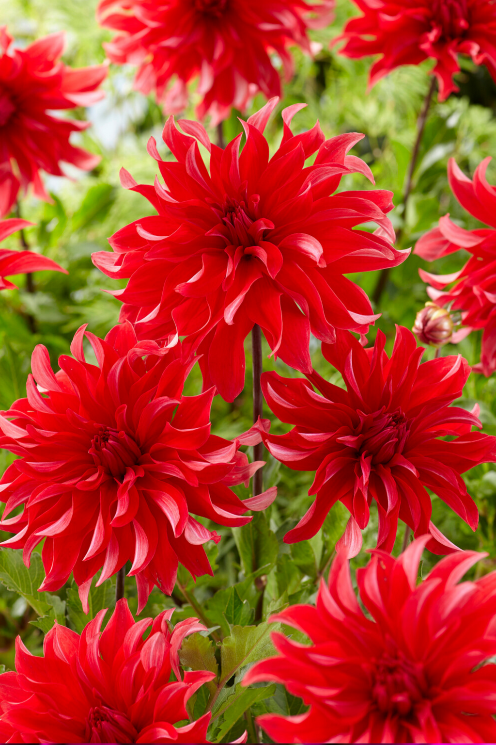 Lot De 3 Dahlias ‘Labyrinth Red’ – Plante D’Extérieur