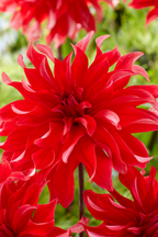 Lot De 3 Dahlias ‘Labyrinth Red’ – Plante D’Extérieur