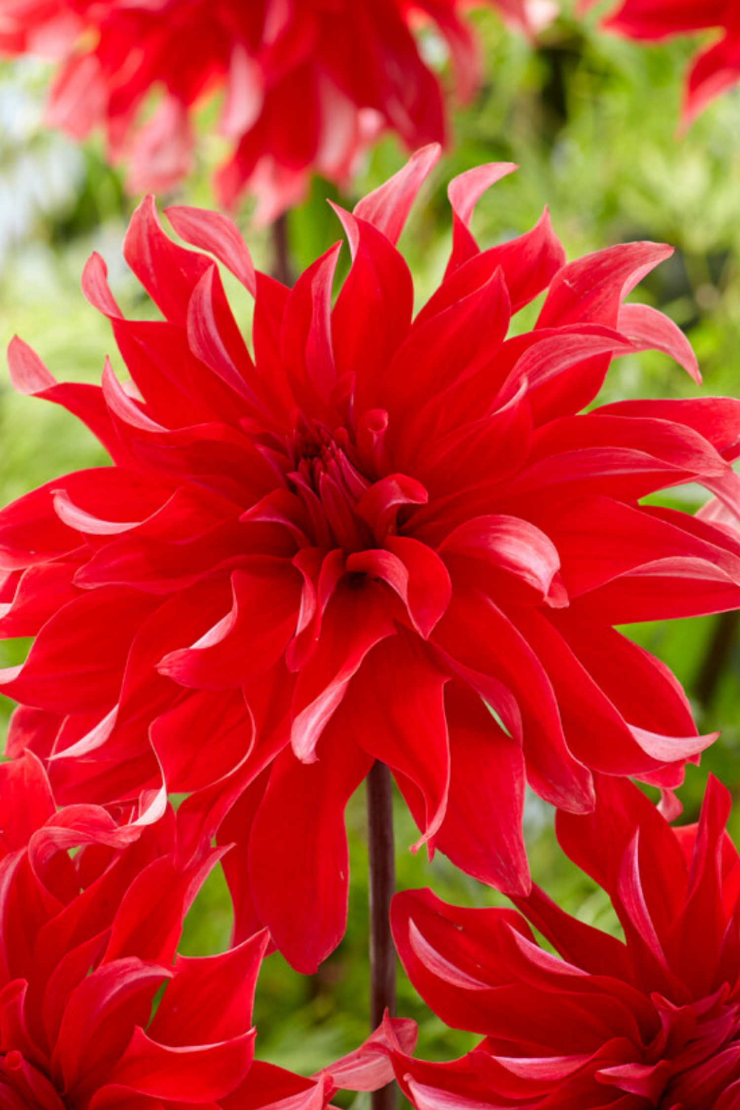 Lot De 3 Dahlias ‘Labyrinth Red’ – Plante D’Extérieur