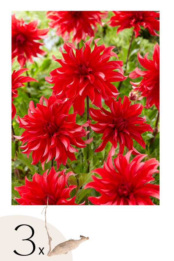 Lot De 3 Dahlias ‘Labyrinth Red’ – Plante D’Extérieur