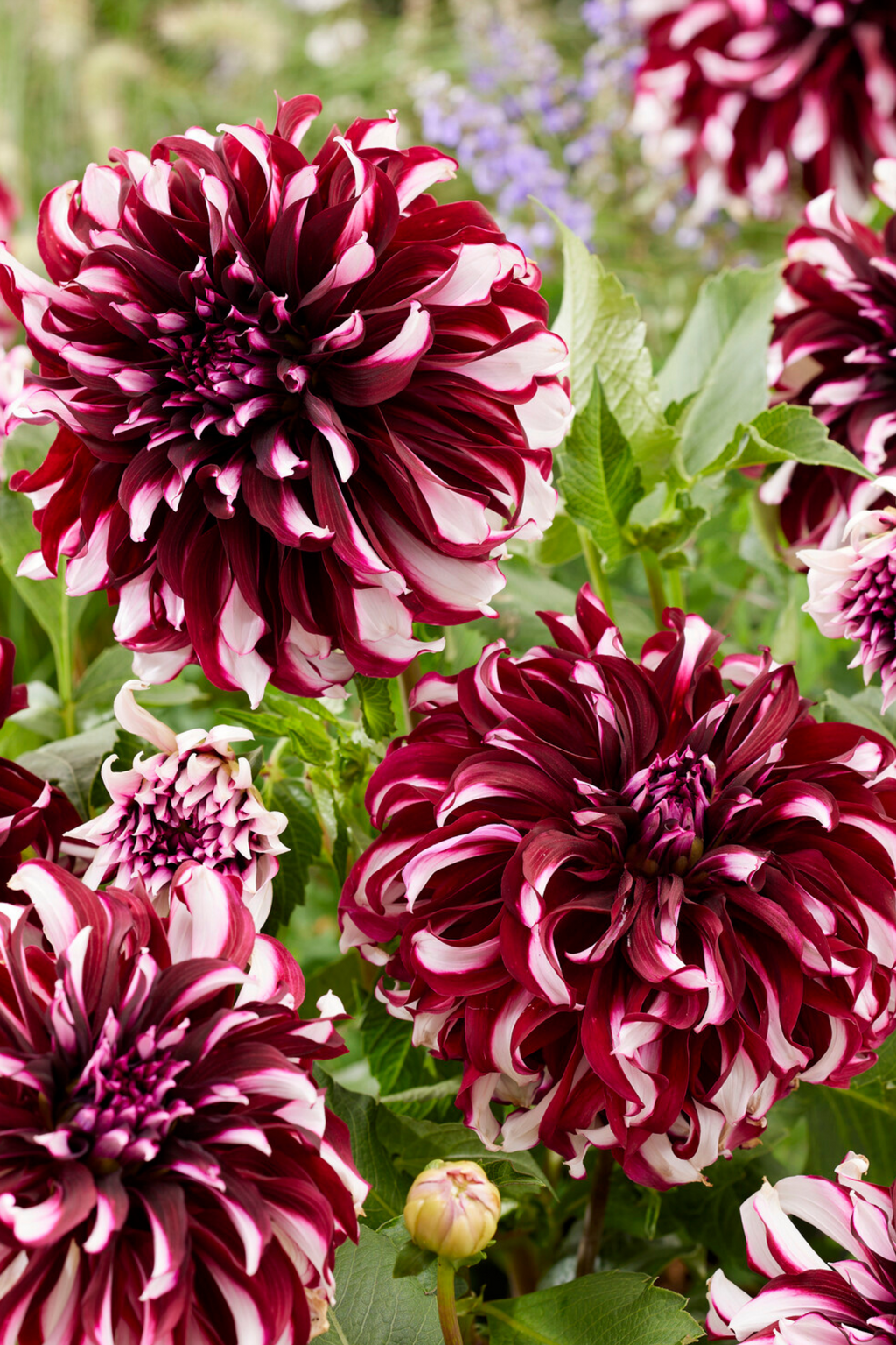 Lot De 3 Dahlias ‘X-Factor’ – Plante D’Extérieur