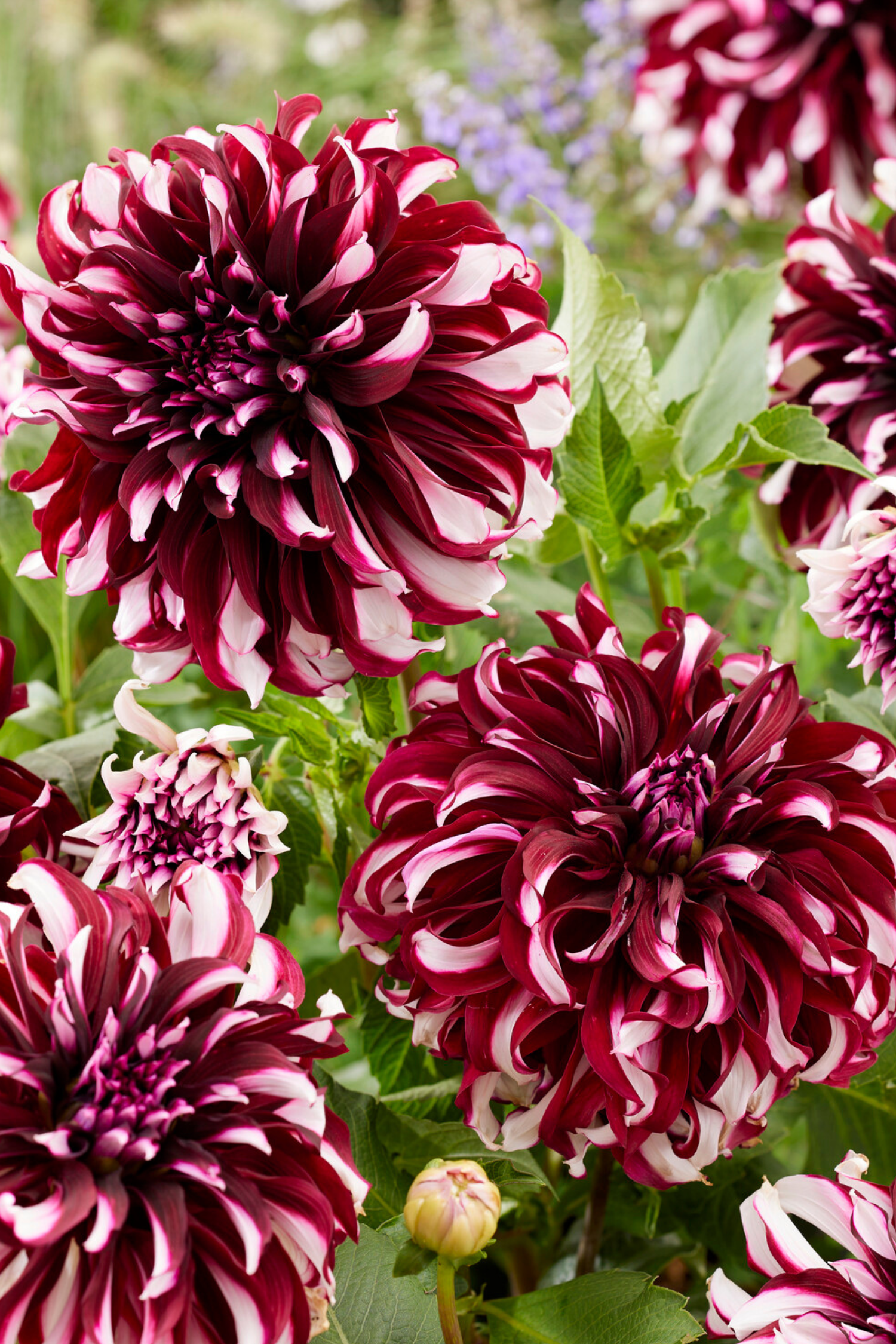 Lot De 3 Dahlias ‘X-Factor’ – Plante D’Extérieur