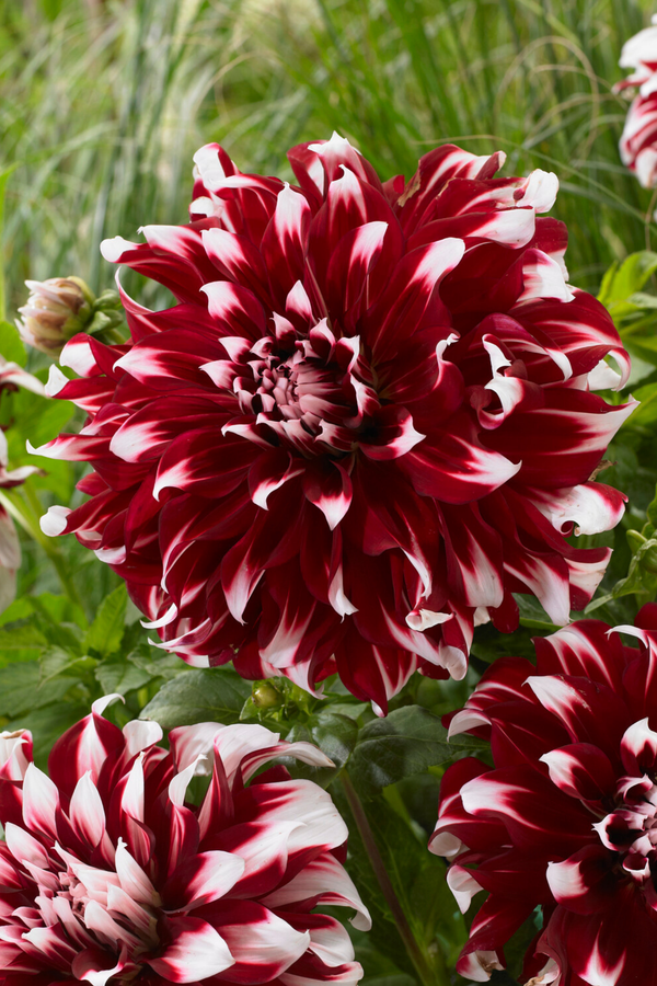 Lot De 3 Dahlias ‘X-Factor’ – Plante D’Extérieur