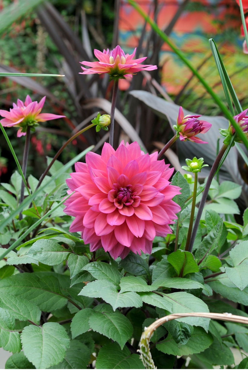 Dahlias Bouquet Sunrise – Sachet De 4 Tubercules – Plante D’Extérieur