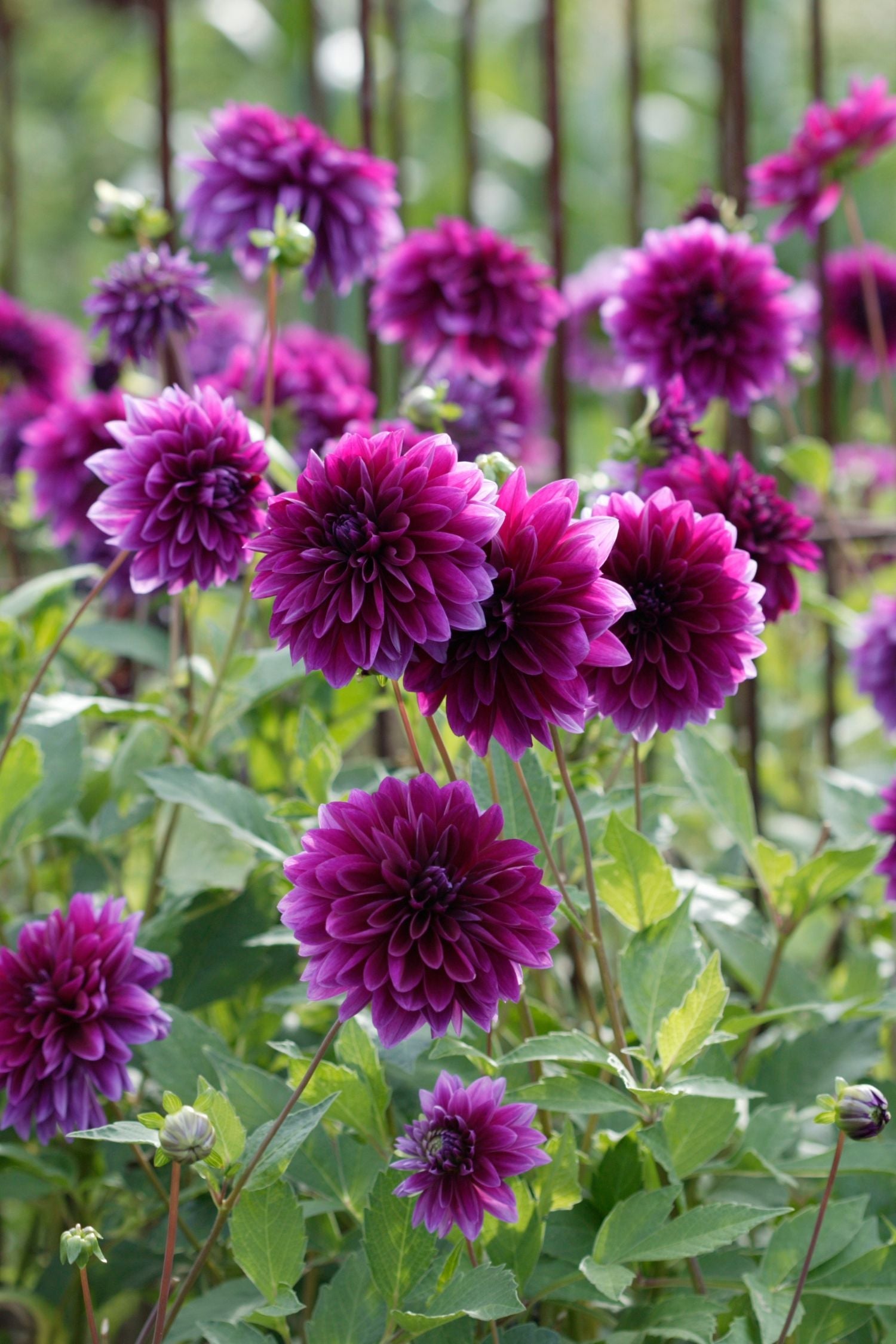 Dahlias Bouquet Sunrise – Sachet De 4 Tubercules – Plante D’Extérieur