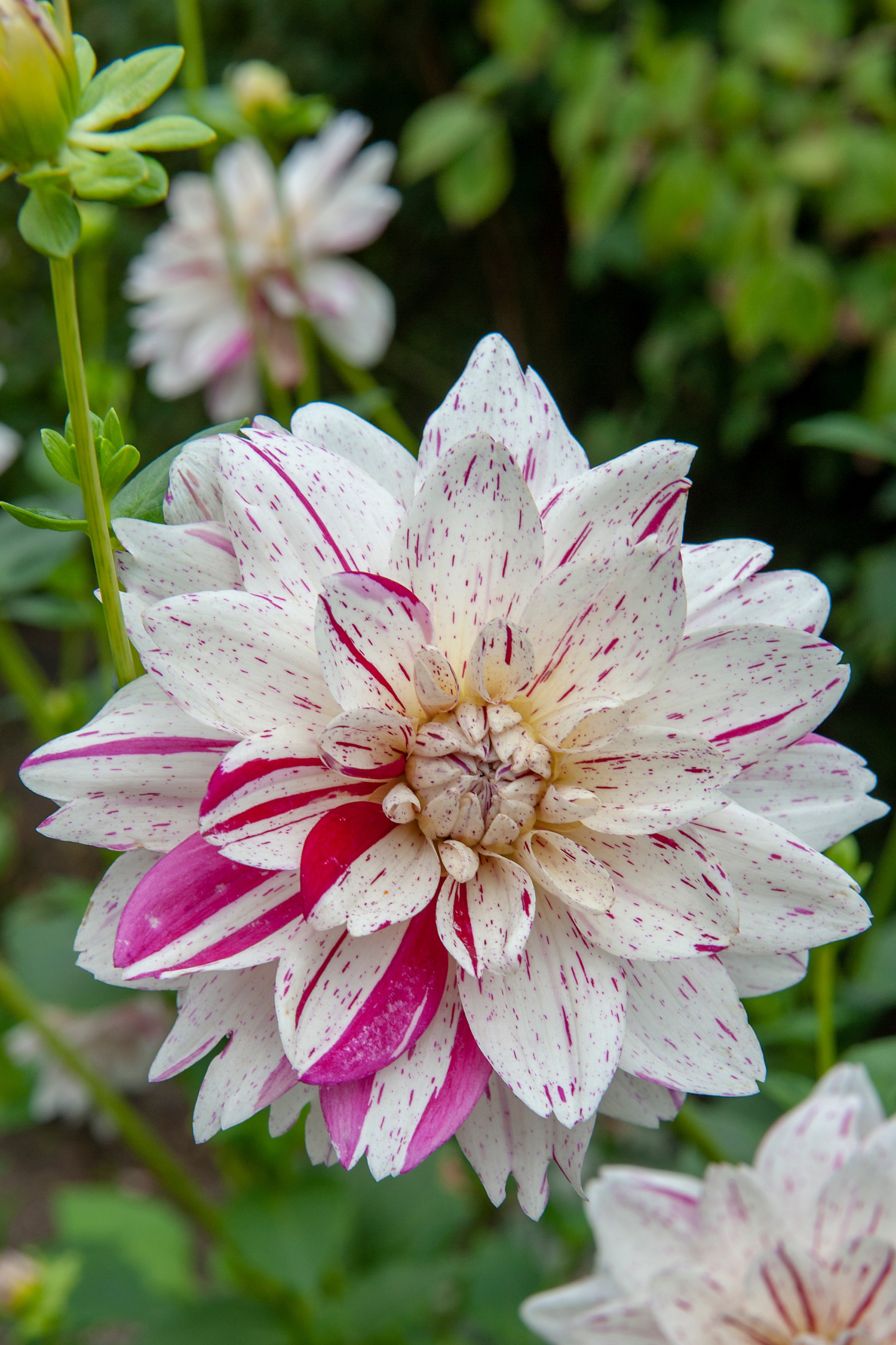 Dahlias Bouquet Sunrise – Sachet De 4 Tubercules – Plante D’Extérieur