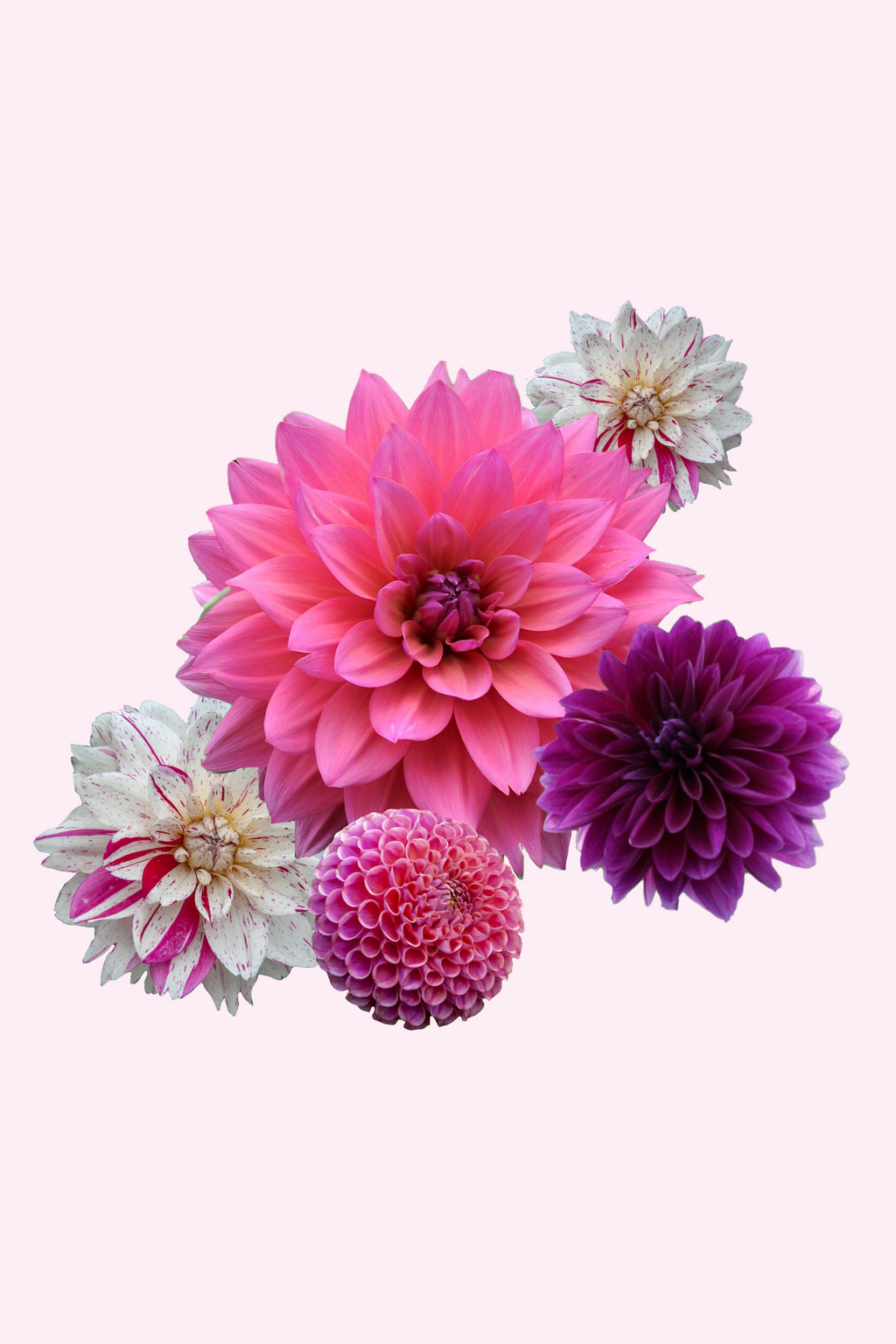 Dahlias Bouquet Sunrise – Sachet De 4 Tubercules – Plante D’Extérieur