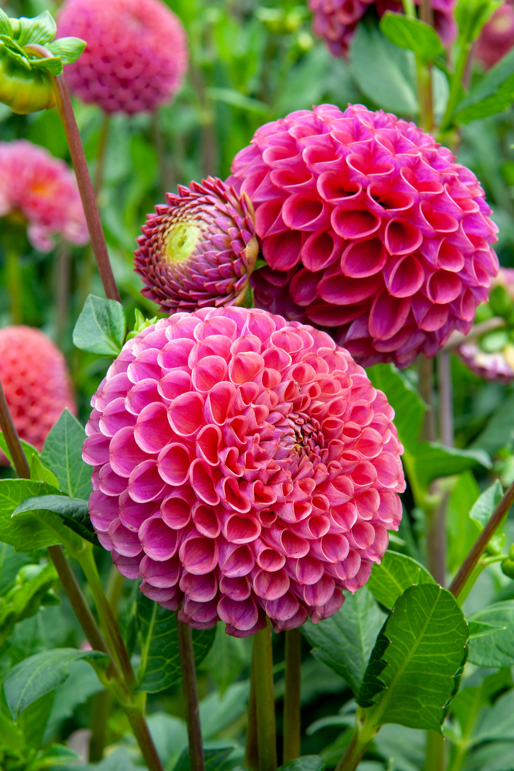 Dahlias Bouquet Sunrise – Sachet De 4 Tubercules – Plante D’Extérieur