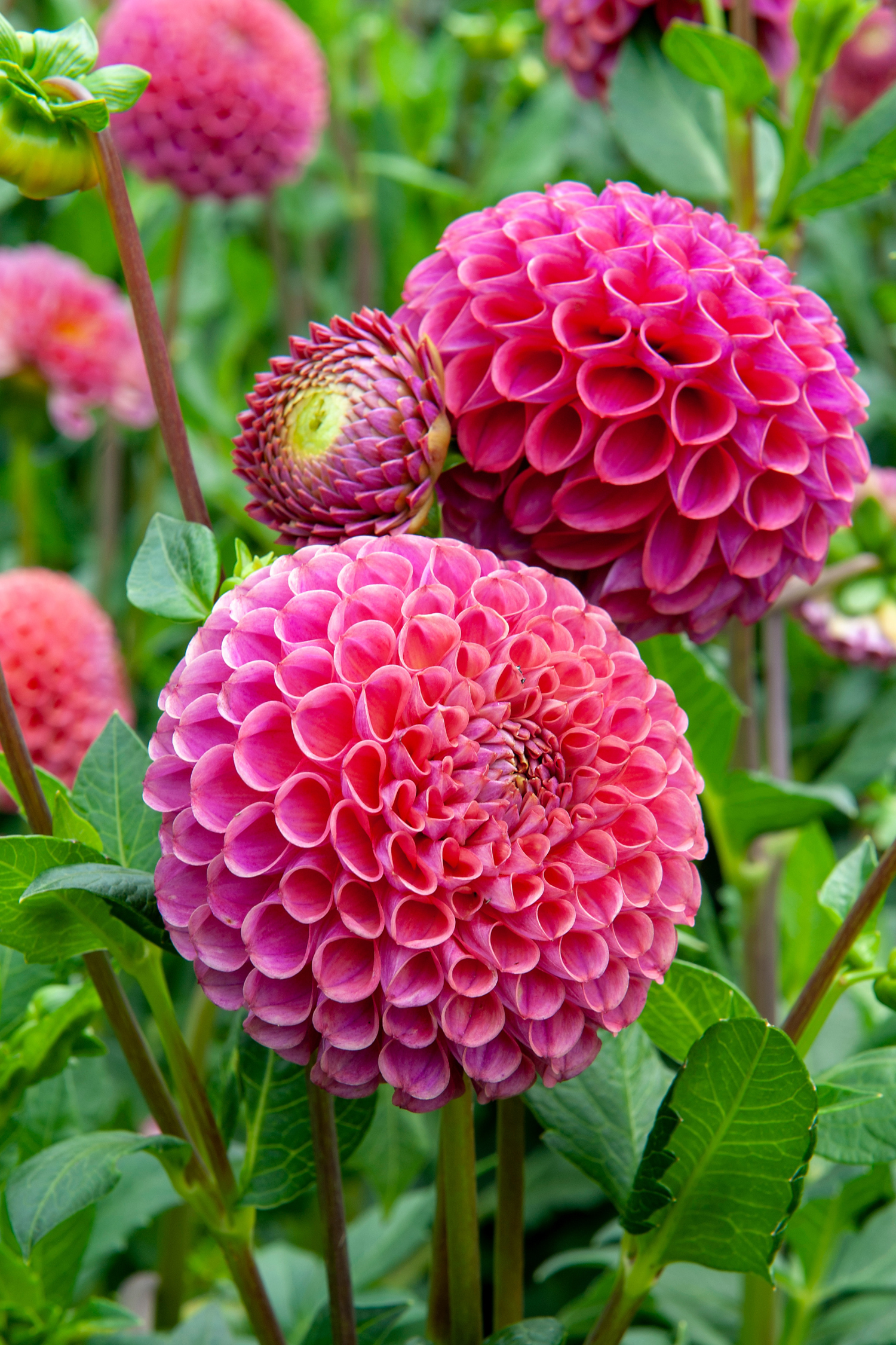 Dahlias Bouquet Sunrise – Sachet De 4 Tubercules – Plante D’Extérieur