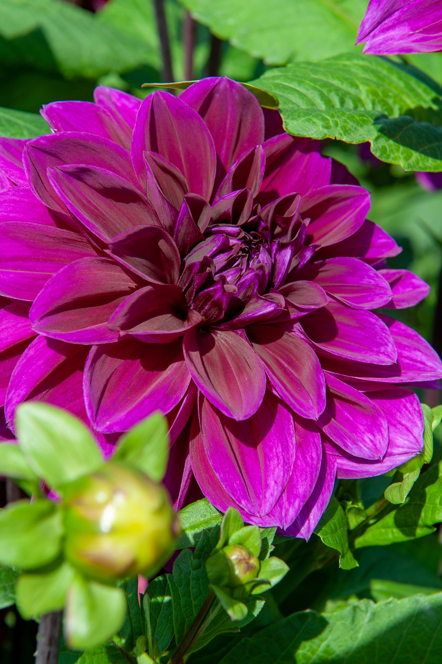 Dahlias Bouquet Sunrise – Sachet De 4 Tubercules – Plante D’Extérieur