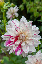 Dahlias Bouquet Sunset – Sachet De 4 Tubercules – Plante D’Extérieur