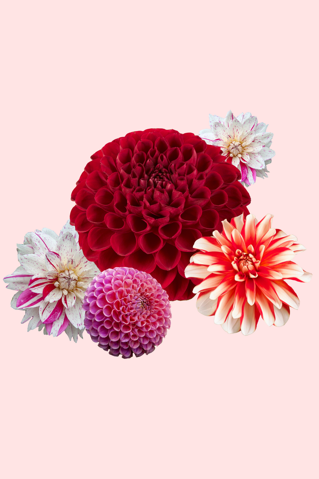 Dahlias Bouquet Sunset – Sachet De 4 Tubercules – Plante D’Extérieur